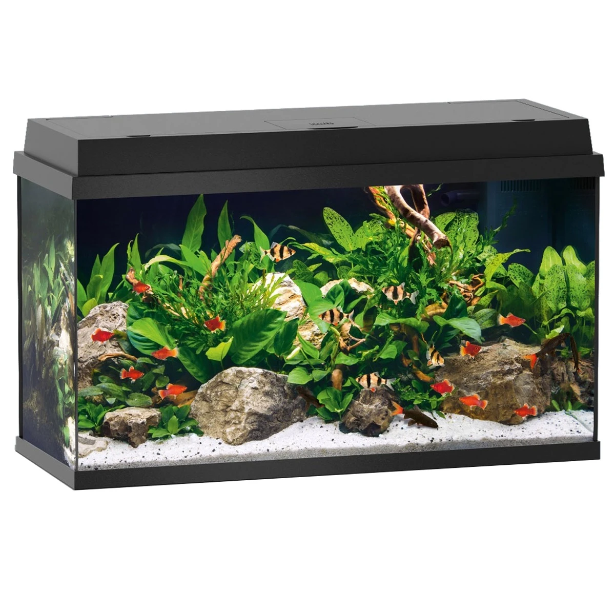 Aquarium JUWEL Primo 110 LED 81 X 36 X 45 Cm 110L Disponible Avec Ou Sans Meuble 6 Aquarium JUWEL Primo 110 LED 81 X 36 X 45 Cm 110L Disponible Avec Ou Sans Meuble – Image 6