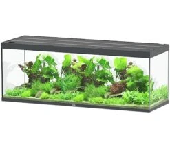 AQUATLANTIS Sublime Pro LED 2.0 200 X 70 X 75 Cm Gris Anthracite Brillant Aquarium équipé 1016 L
