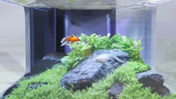 AQUATLANTIS AquaTable Aspect Béton 100 X 63 Cm Aquarium 177 L Type Table Basse Tout équipé -AquaVie Promos Magasin aquatlantis aquatable noir 100 x 63 cm aquarium 177 l type table basse tout equipe 6 1