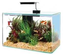 ZOLUX Aqua Clear 40 Noir Aquarium 17 L Avec éclairage LEDs Et Filtre Interne