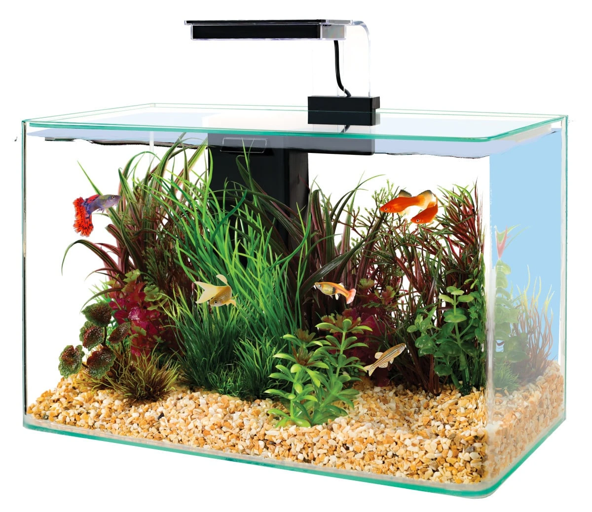ZOLUX Aqua Clear 40 Noir Aquarium 17 L Avec éclairage LEDs Et Filtre Interne 1 ZOLUX Aqua Clear 40 Noir Aquarium 17 L Avec éclairage LEDs Et Filtre Interne